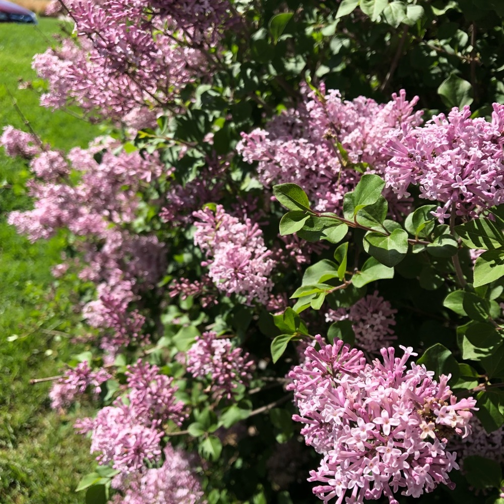 Meet your Posher, Sydney